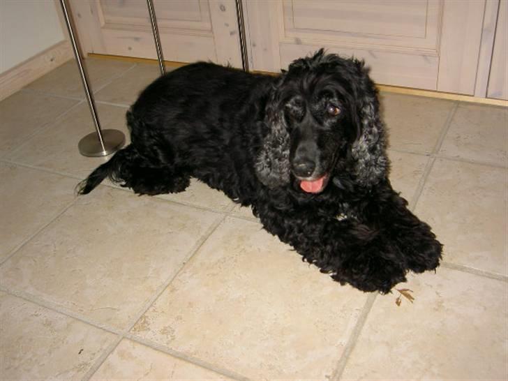 Cocker spaniel chiki billede 2