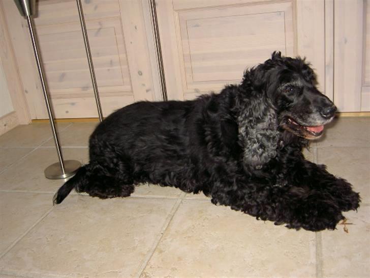 Cocker spaniel chiki billede 3