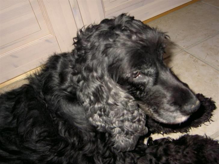 Cocker spaniel chiki billede 4