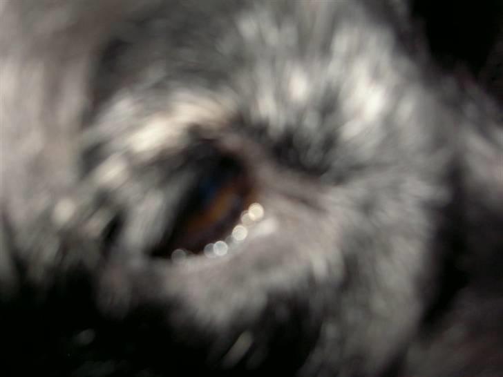 Cocker spaniel chiki billede 5