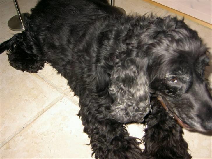 Cocker spaniel chiki billede 6