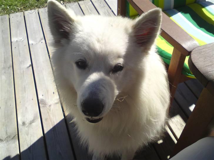 Samojedhund Oscar billede 1