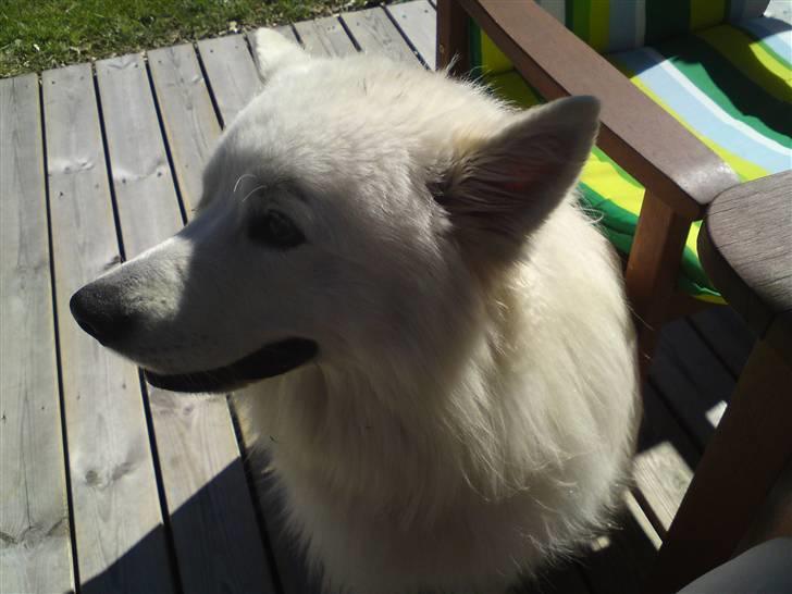 Samojedhund Oscar billede 2