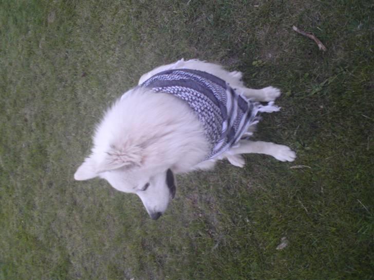 Samojedhund Oscar billede 5