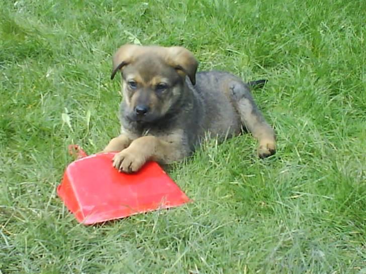 Blanding af racer Cæsar  *** RIP *** - jeg har helt selv stjålet den mor billede 6