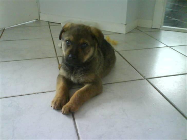 Blanding af racer Cæsar  *** RIP *** - mor og far har lige hentet mig billede 7