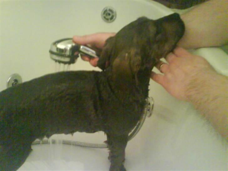 Blanding af racer Cæsar  *** RIP *** - mit første bad billede 8