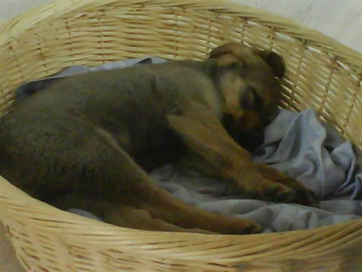 Blanding af racer Cæsar  *** RIP *** - pyha man er blevet træt billede 9