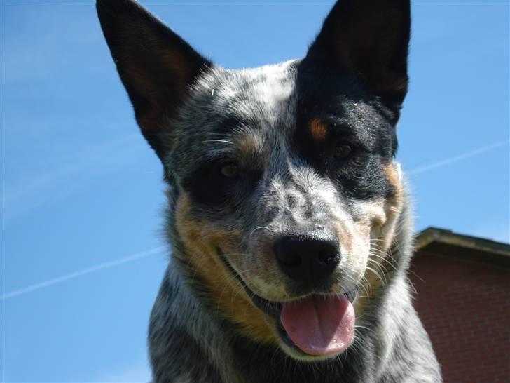 Australsk cattledog Max - Halløjjj :o) billede 7