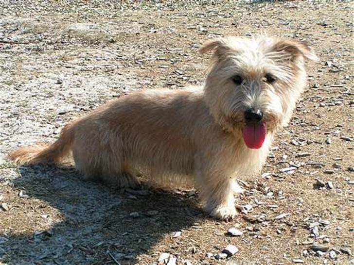 Irish Glen of Imaal Terrier Mac Nally's Ailbhe (Alva) - Dejlige Alva. :) billede 2