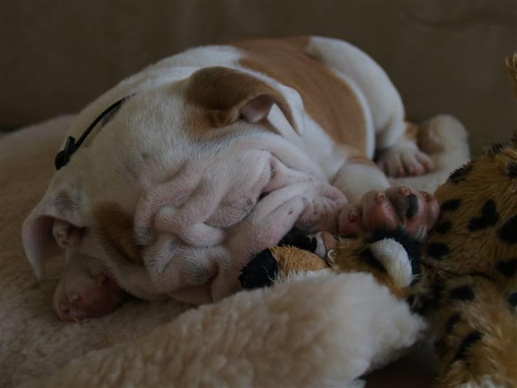 Engelsk bulldog Robert - En meget træt Robert billede 1