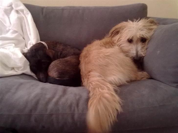 Irish Glen of Imaal Terrier Mac Nally's Ailbhe (Alva) - Alva og Jarna der putter i sofaen :D billede 9