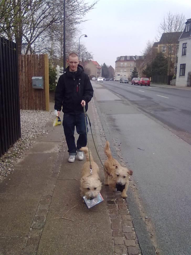 Irish Glen of Imaal Terrier Mac Nally's Ailbhe (Alva) - Min kæreste og Alva og Aifi. :) Alva til venstre, med en DVD i munden :D billede 10