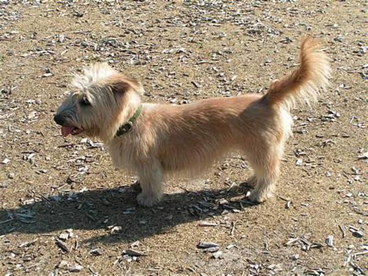 Irish Glen of Imaal Terrier Mac Nally's Ailbhe (Alva) - Alva i "model-stilling". :) <3 billede 3