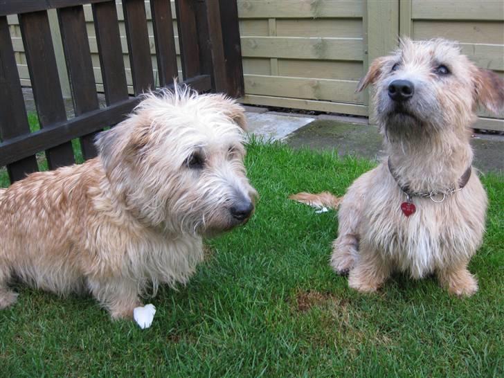 Irish Glen of Imaal Terrier Mac Nally's Ailbhe (Alva) - Alva er til venstre, det er hendes datter - Aifi - til højre. :) <3 billede 6