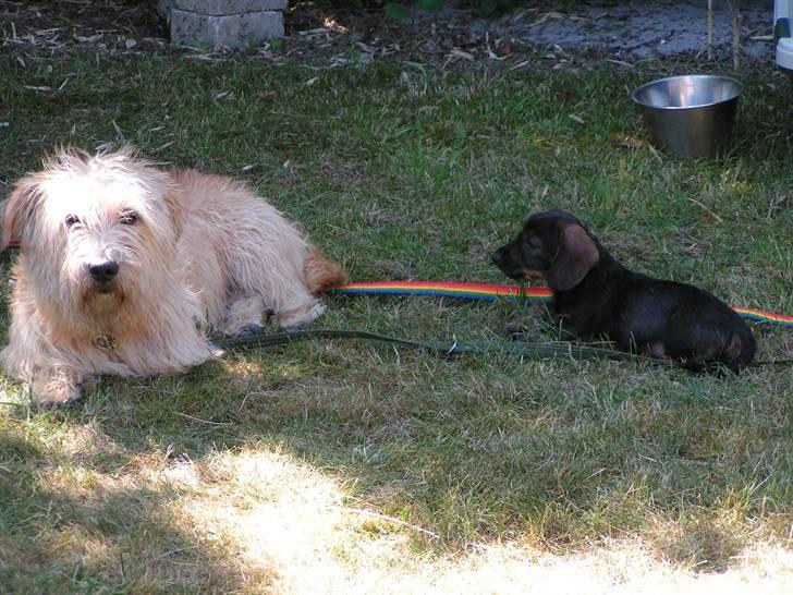 Irish Glen of Imaal Terrier Mac Nally's Ailbhe (Alva) - Yana (Udtales Jarna) og Alva, lige efter vi havde fået Jarna. <3 billede 12
