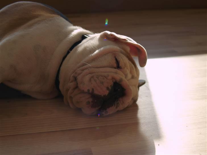 Engelsk bulldog Robert billede 2