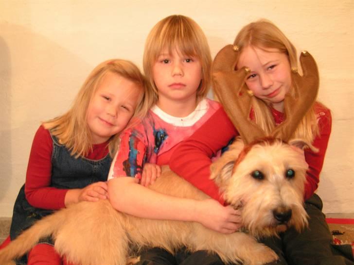 Irish Glen of Imaal Terrier Mac Nally's Ailbhe (Alva) - Min lillebror, lillesøster, Alva og jeg julen 2005. billede 13