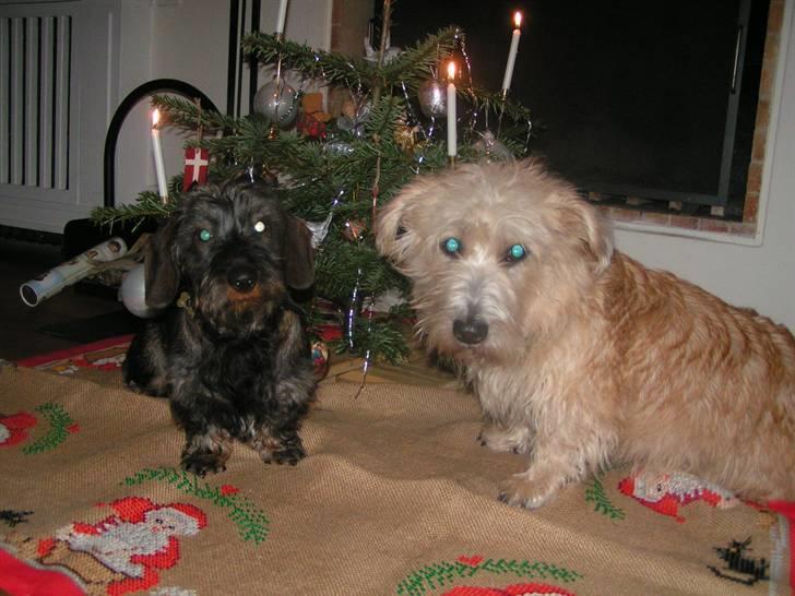 Gravhund Atempo's Yana (Jarna) - Julen 2006, Yana og Alva. billede 14