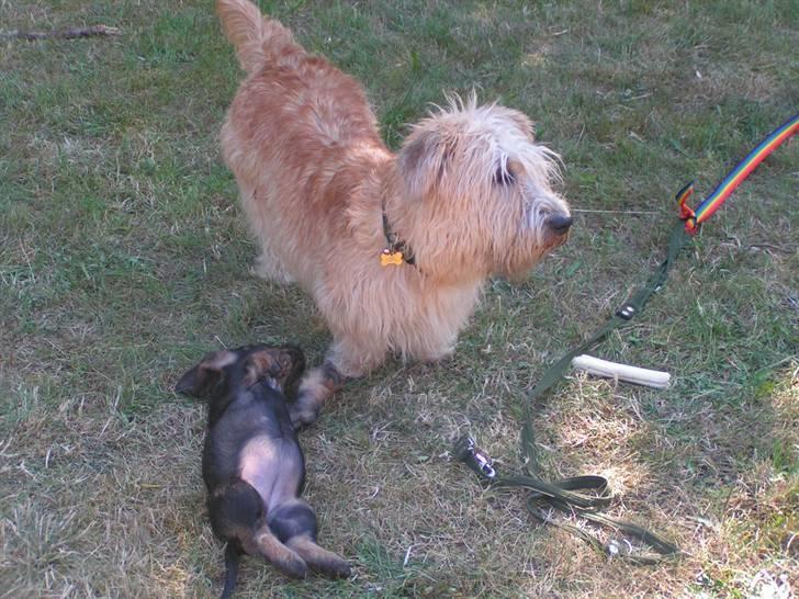 Gravhund Atempo's Yana (Jarna) - Et par dage efter vi fik Yana. Sød ikke? d: <3 billede 16