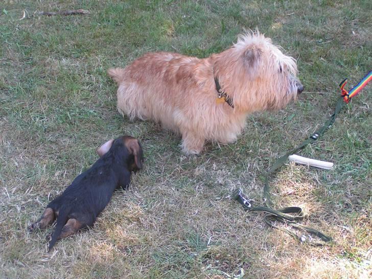 Gravhund Atempo's Yana (Jarna) - Yana var altså helt vildt sød... Det er hun stadig- men ikke på den dér søde hvalpe-måde... :( billede 17