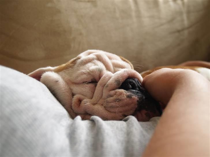 Engelsk bulldog Robert billede 3