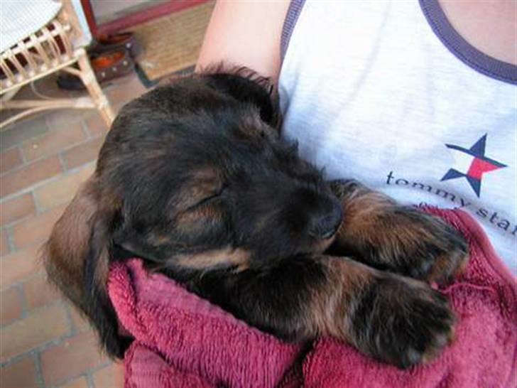 Gravhund Atempo's Yana (Jarna) - Yana lige efter vi fik hende... Skøøn! billede 19