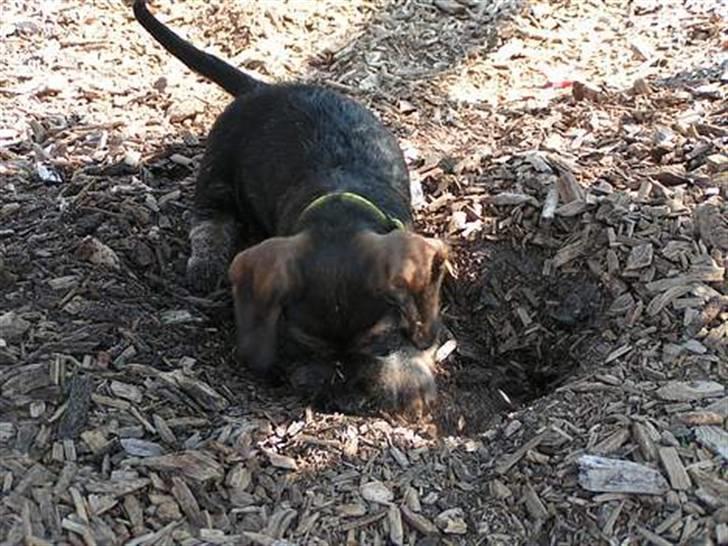 Gravhund Atempo's Yana (Jarna) - Yana graver. ;) Man er vel en gravhund. :D <3 billede 20