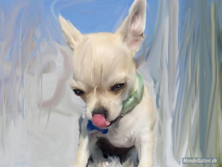 Chihuahua Chilli - Grrr hva så tøser, ser jeg ikke sød ud? billede 1