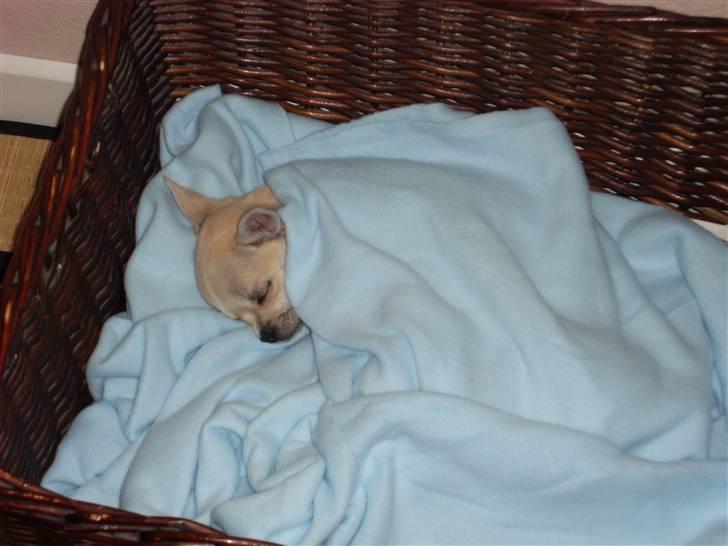 Chihuahua Chilli - lille put sover ZzzZzz billede 2
