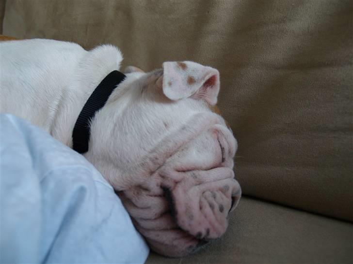 Engelsk bulldog Robert billede 4