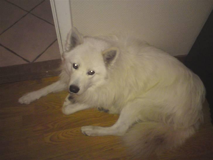 Samojedhund Oscar billede 6