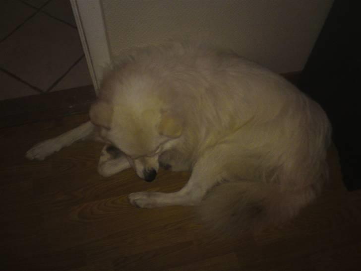 Samojedhund Oscar billede 7