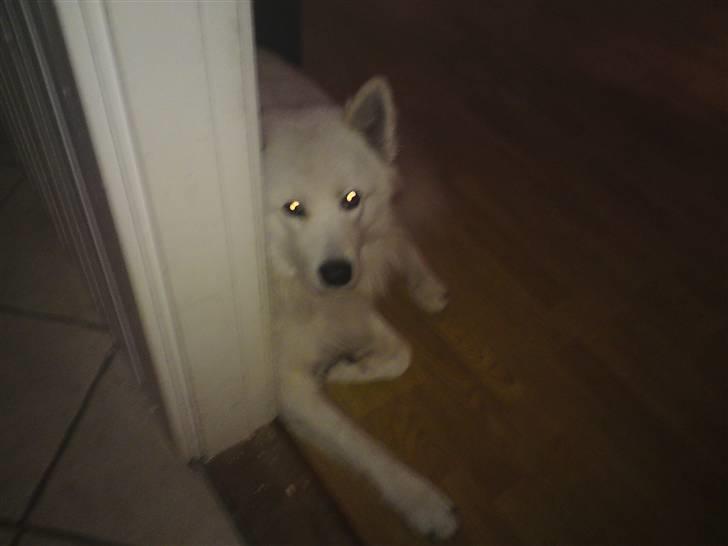 Samojedhund Oscar billede 8