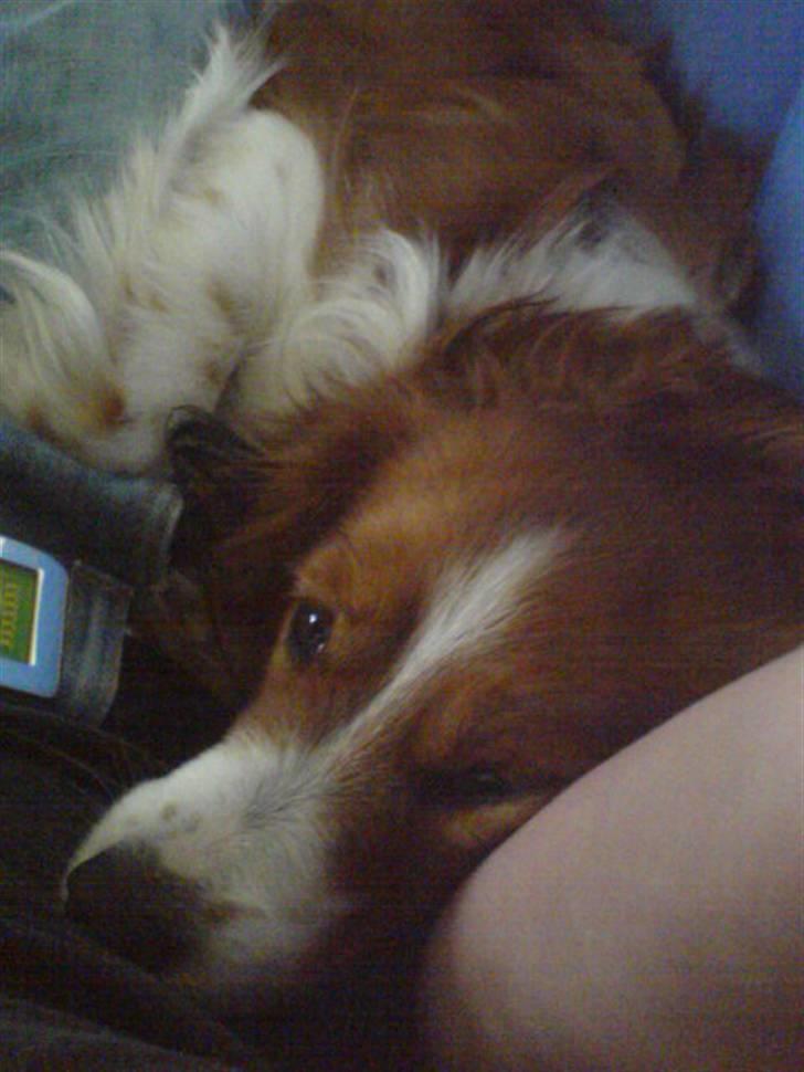 Kooikerhondje Didi - Didi billede 9