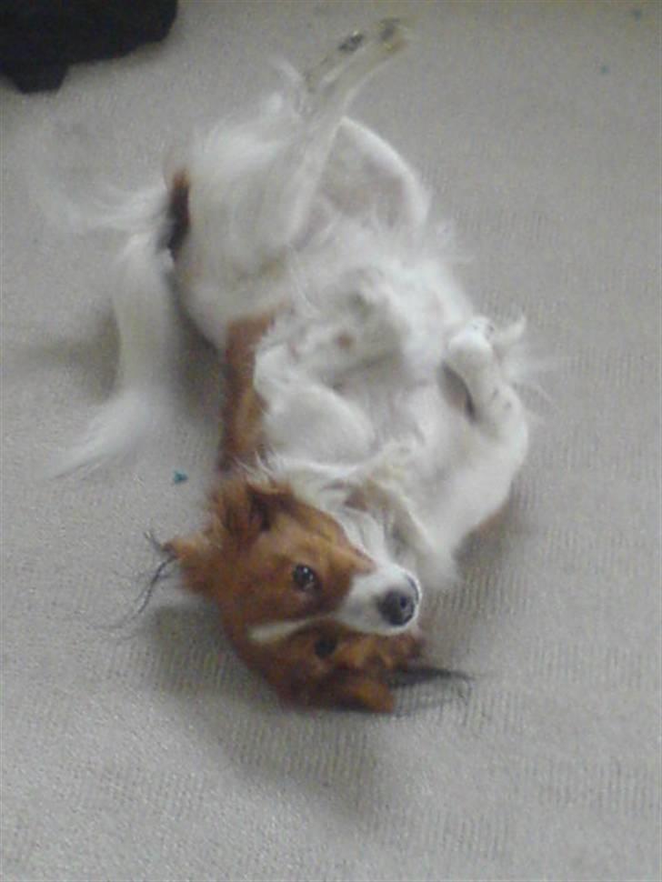 Kooikerhondje Didi - Didi billede 10