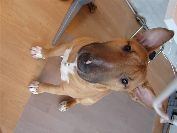 Bullterrier Nido - 6 mdr billede 15