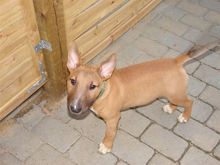 Bullterrier Nido - 20 uger billede 16