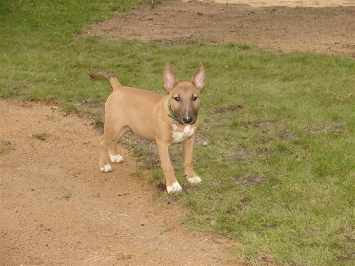 Bullterrier Nido - 20 uger billede 17