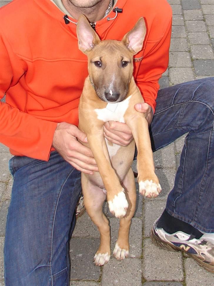 Bullterrier Nido - 20 uger billede 18