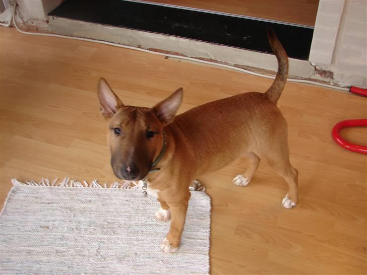 Bullterrier Nido - 21 uger billede 19