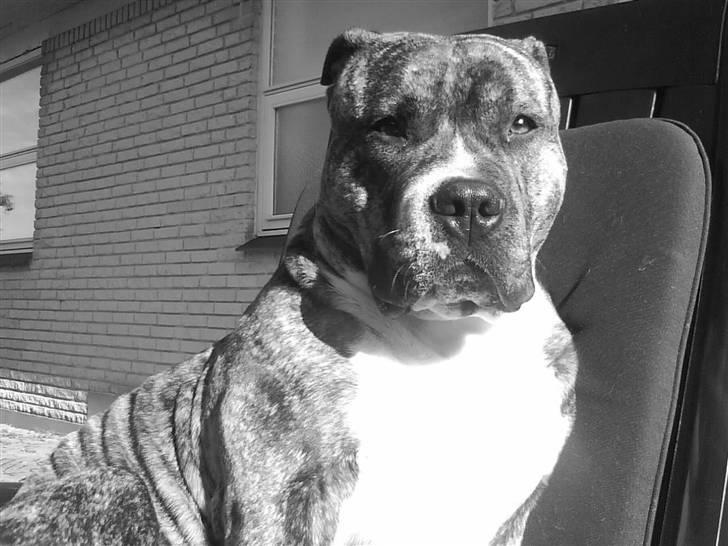 Amerikansk staffordshire terrier Baloo billede 1