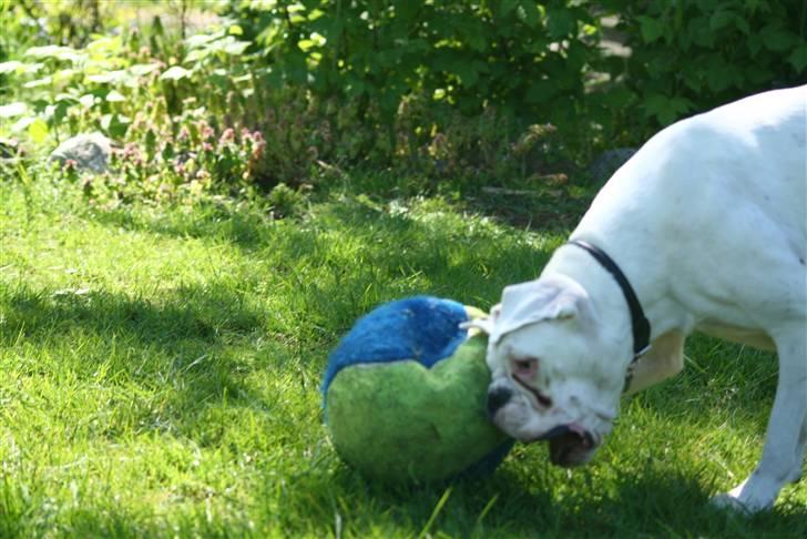 Boxer †Bianca "Tøsen"† - Miin bold <3 billede 9