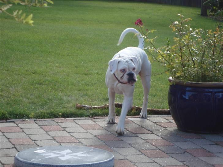 Boxer †Bianca "Tøsen"† billede 10