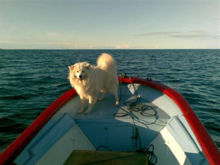 Samojedhund Oscar billede 9