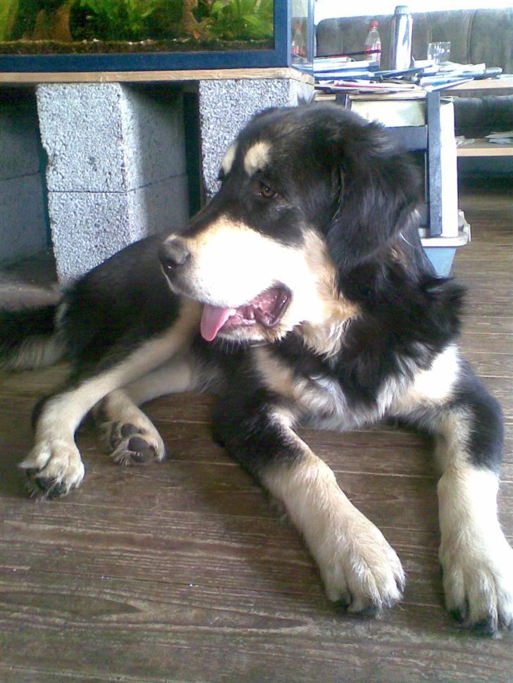 Tibetansk mastiff Tseepo - 7 MDR billede 19