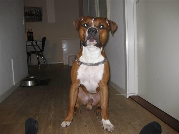 Amerikansk staffordshire terrier Kenzo billede 6