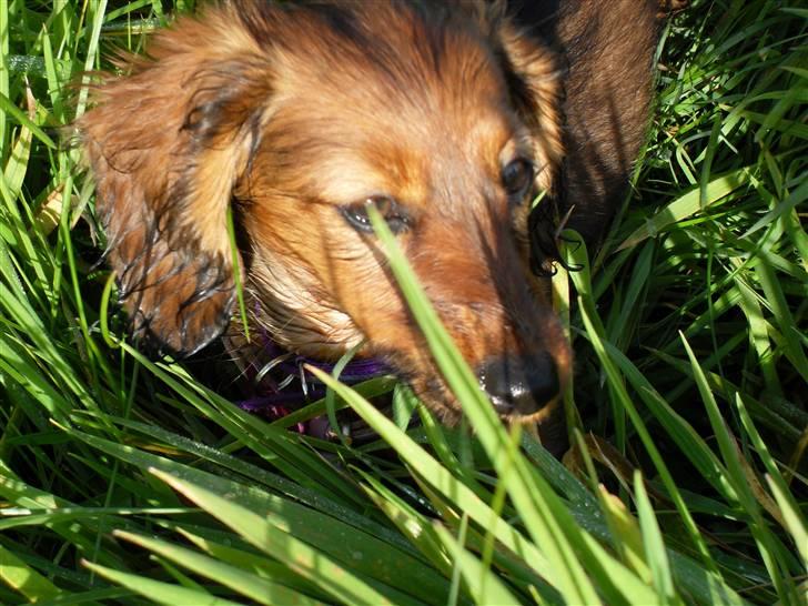 Miniature gravhund Tia billede 14