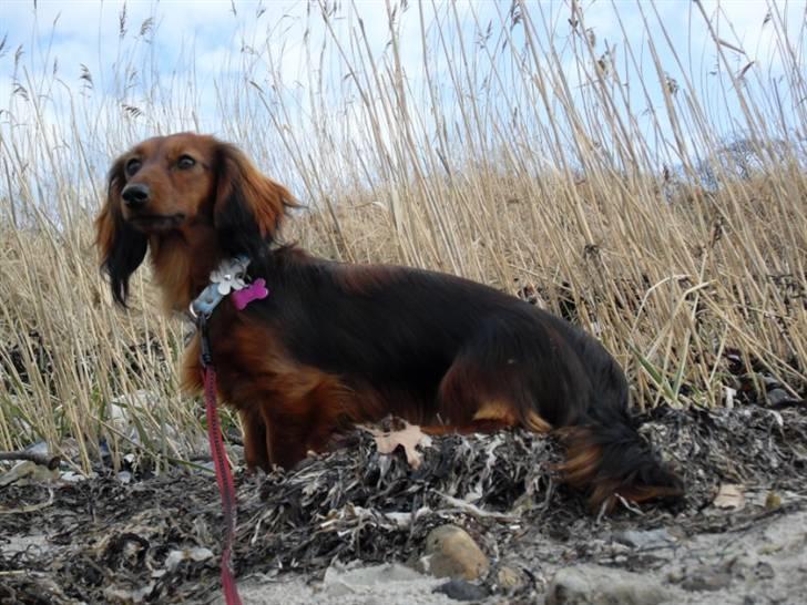 Miniature gravhund Tia billede 15