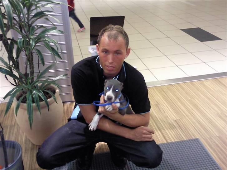 Amerikansk staffordshire terrier pablo - mig  billede 1